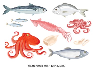 Seafood vector set. Cartoon flat Illustration of squid, octopus, dorado, herring, sardine, mackerel isolated on white. 