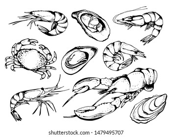 Seafood vector set, food vector collection in sketch style isolated on white background: lobster, crab, shrimps, oysters, mussel