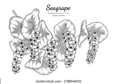 Seagrape fruit hand drawn botanical illustration with line art on white backgrounds. 