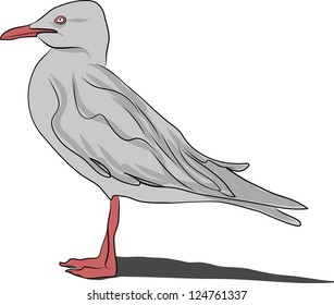 seagull