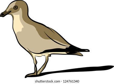 seagull