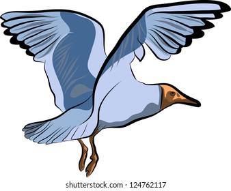 seagull