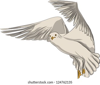 seagull