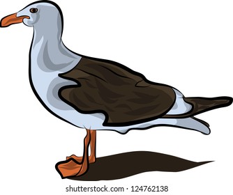 seagull