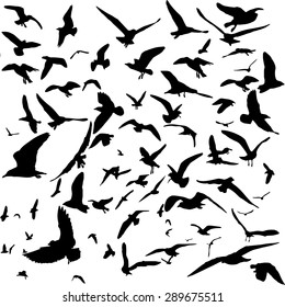 seagull