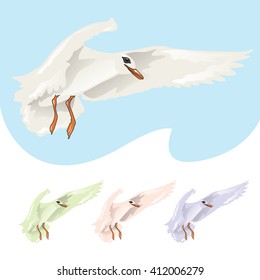 seagull