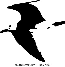 Seagull