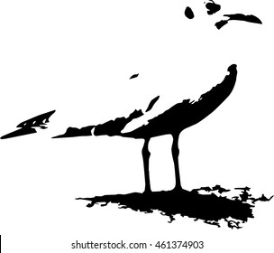 Seagull