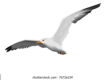 Seagull