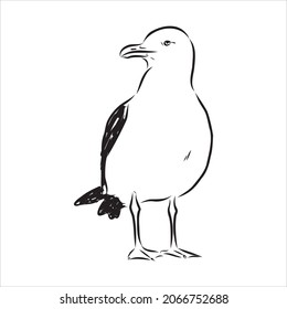 Seagull Albatross bird in flight with open wings sketch vector graphics black and white drawing