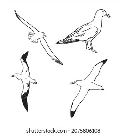 Seagull Albatross bird in flight with open wings sketch vector graphics black and white drawing
