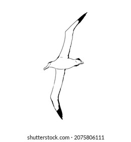 Seagull Albatross bird in flight with open wings sketch vector graphics black and white drawing