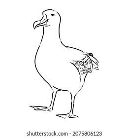 Seagull Albatross bird in flight with open wings sketch vector graphics black and white drawing