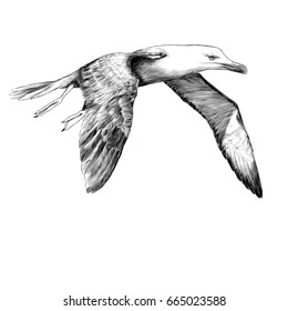 Seagull Albatross bird in flight with open wings sketch vector graphics black and white drawing