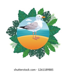 seagull at beach