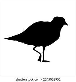 Seagull bird animal sketch, black vector silhouette