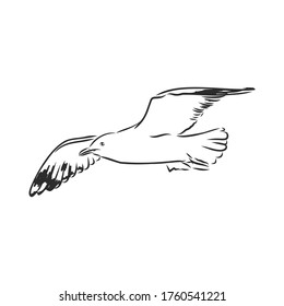 Seagull bird animal sketch engraving vector illustration. Scratch board style imitation. Hand drawn image. Seagull bird, vector sketch illustration