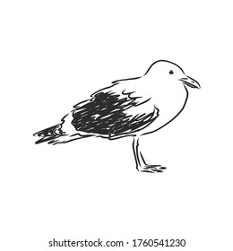 Seagull bird animal sketch engraving vector illustration. Scratch board style imitation. Hand drawn image. Seagull bird, vector sketch illustration