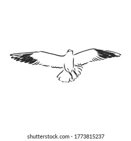 Seagull bird animal sketch engraving vector illustration. Scratch board style imitation. Hand drawn image. Seagull bird, vector sketch illustration