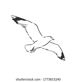 Seagull bird animal sketch engraving vector illustration. Scratch board style imitation. Hand drawn image. Seagull bird, vector sketch illustration