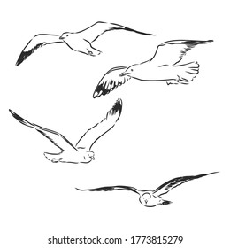 Seagull bird animal sketch engraving vector illustration  Scratch board style imitation  Hand drawn image  Seagull bird  vector sketch illustration