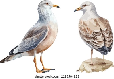 Seagull bird clipart, isolated vector illustration.