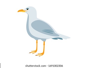 Seagull bird color icon vector. Seagull isolated on a white backgound. Standing seagull clip art. Gull vector illustration