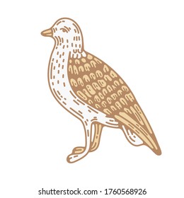 seagull bird hand drawn vector
illustration in vintage retro engraving style. graphic design clip art for logo and branding identity. isolated on white background