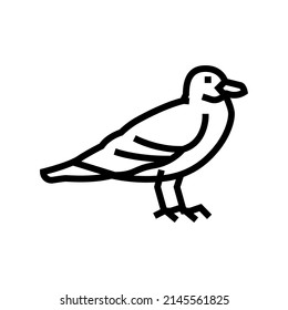 seagull bird line icon vector. seagull bird sign. isolated contour symbol black illustration