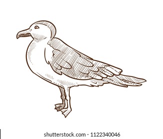 Seagull bird monochrome sketch outline white vector illustration