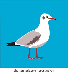 Seagull bird standing on blue background, Gray and black stripes on the body of white seabird