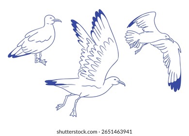 Seagull birds in different poses, hand drawn in simple linear style. Concept of freedom, seaside life and natural movement.