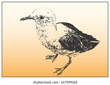 Seagull. Black and white dashed style sketch, line art, drawing with pen and ink. Western classical trend of book illustration and comic art.
