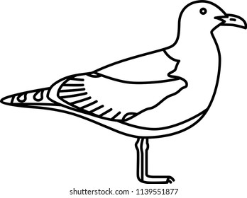 Seagull (British Birds)