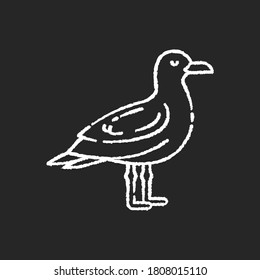 Seagull chalk white icon on black background. Common seabird, ordinary flying animal. Beaches and coastlines inhabitant. Zoology, ornithology. Sea mew, gull isolated vector chalkboard illustration