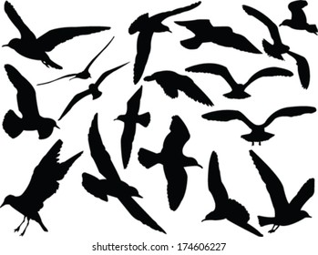 seagull collection - vector