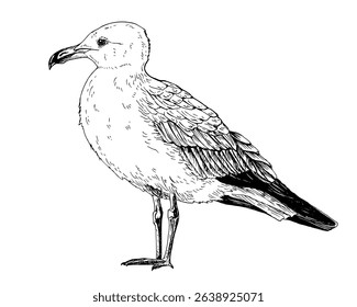 A seagull, common gull, mew, tern. The bird stands upright, facing left. Detailed black and white vector illustration. Hand drawn line art in sketch style. Isolated on white. For clipart packages