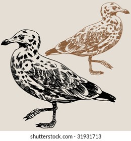 Seagull Drawing Brown