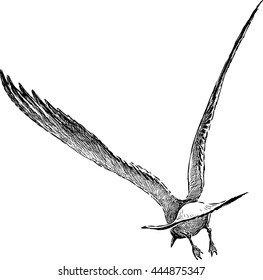 seagull flies away