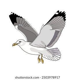 Seagull in Flight with Spread Wings. Vector illustration