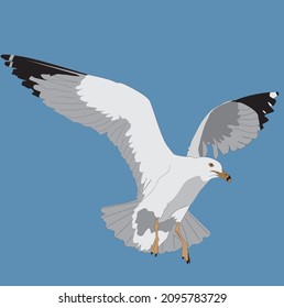 Seagull  fllying in the sky
