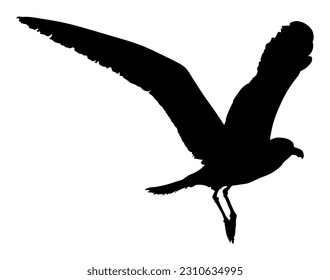 Seagull fly vector silhouette illustration isolated on white background. Wings spread. Bird shape fly. Freedom symbol of liberty. Fish hunter flying.