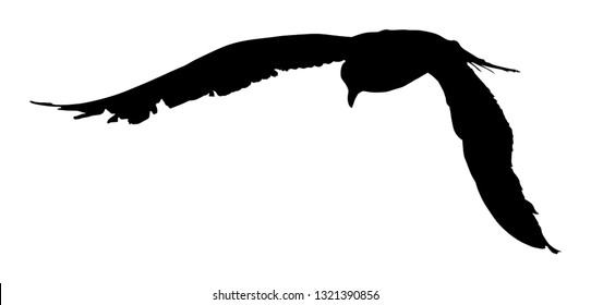 Seagull fly vector silhouette on white background, wings spread. Bird fly silhouette. Freedom symbol of liberty. Fish hunter flying.