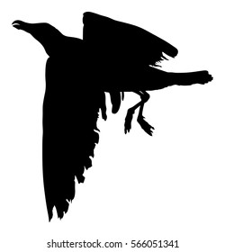 Seagull fly vector silhouette on white background, wings spread.