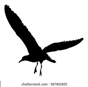 Seagull fly vector silhouette on white background, wings spread. Bird by the coast.