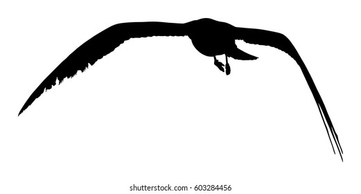 Seagull fly vector silhouette on white background, wings spread. Bird fly silhouette.