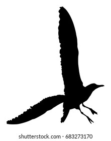 Seagull fly vector silhouette on white background, wings spread. 