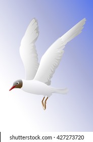 seagull flying