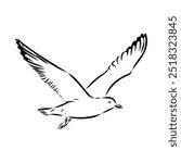 Seagull flying illustration Australian seagull vector