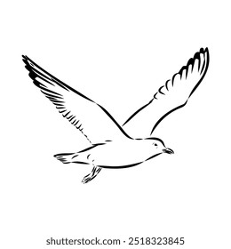 Seagull flying illustration Australian seagull vector